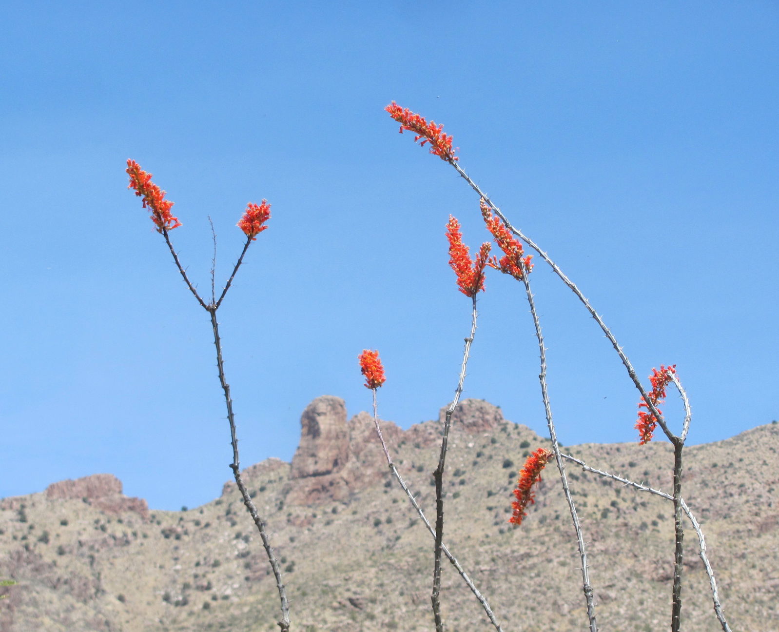 Blooms and ridge
